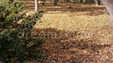 枯叶倒在地上——秋季
